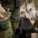 TRUFFLE HUNTING